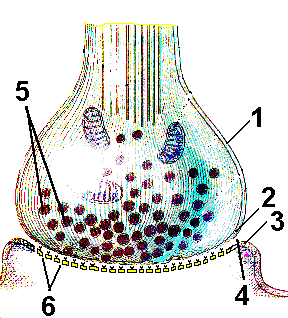 Рис. 180. Строение синапса