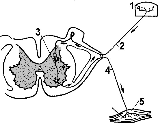 Рис. 181. Рефлекторная дуга