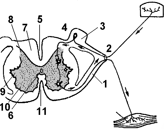 Рис. 230. Строение спинного мозга (рисунок и схема)