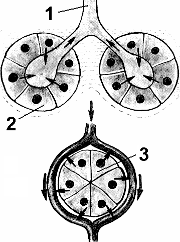 Рис. 223 Железы внешней секреции (вверху) и внутренней секреции (внизу).