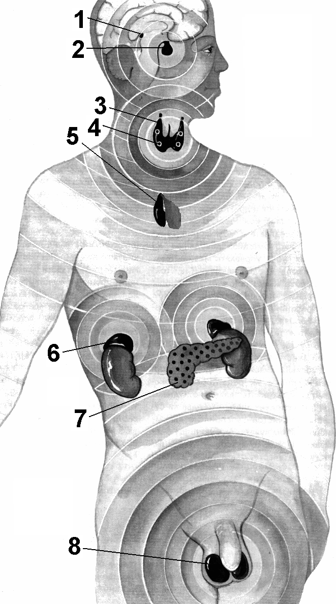 Рис. 224. Железы внутренней секреции
