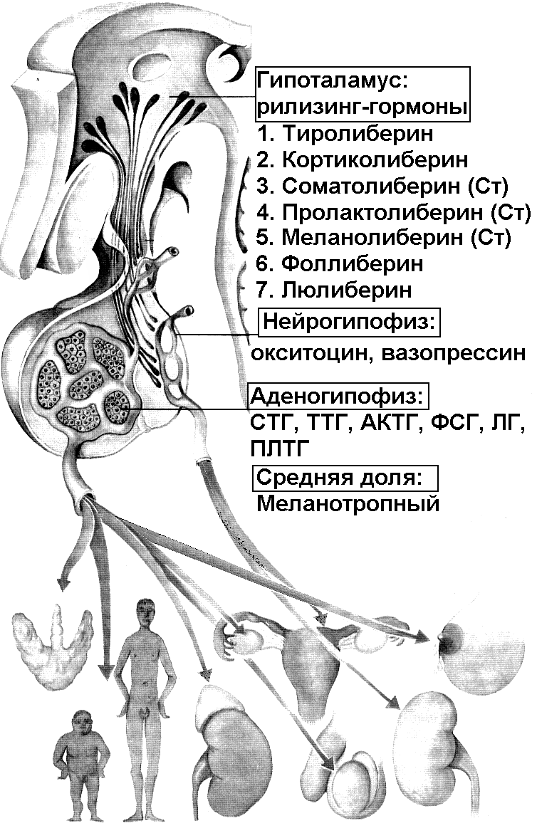 Рис. 225. Гипоталамо-гипофизарная система человека.