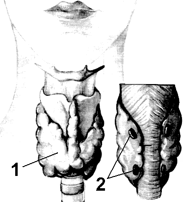 Рис. 226. Щитовидная железа (1) и паращитовидные железы (2).