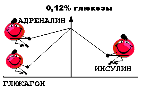 Рис. 228. Регуляция содержания глюкозы в крови