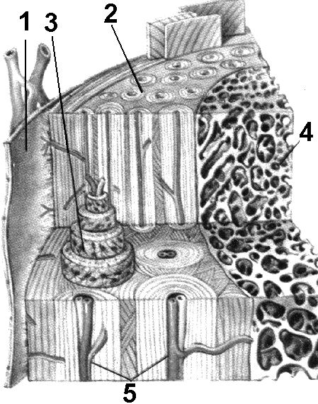 Рис. 182. Строение кости