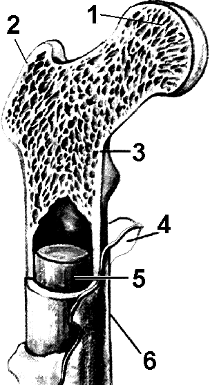Рис. 183. Строение трубчатой кости