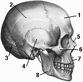 Рис. 185. Череп человека