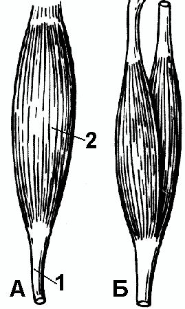 Рис. 189. Строение мышцы. А — одноглавая мышца, Б — двуглавая.