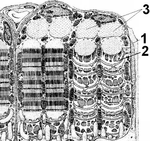 Рис. 190. Строение мышечного волокна