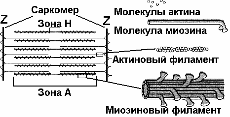 Рис. 191. Строение саркомера.