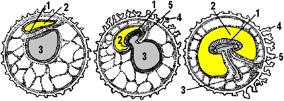 Рис. 253. Развитие зародышевых оболочек