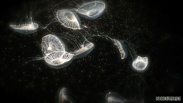 Чтобы получить достаточную для исследований порцию светящегося вещества, Осаму Симомура и сотрудники его лаборатории наловили и переработали более девяти тысяч медуз. Фото (Creative Commons license): Denise Allen