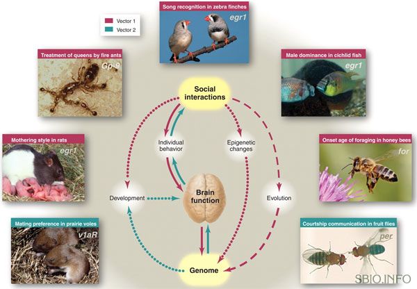 Гены, мозг и социальное поведение связаны сложными отношениями
