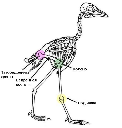 во время хождения