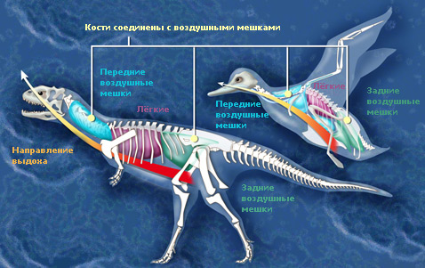 Системы воздушных мешков