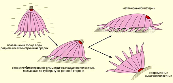 происхождение билатерий