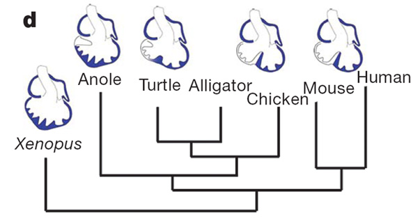 Схема родственных связей и эволюции сердца у наземных позвоночных