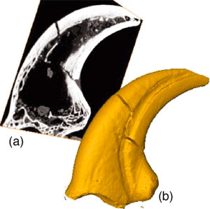 Томография когтя велоцираптора