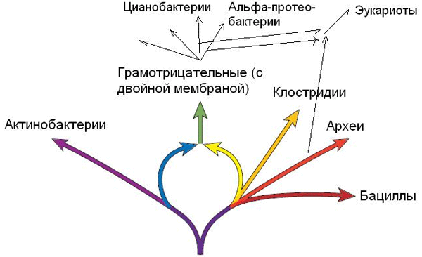 Прокариотическое кольцо жизни