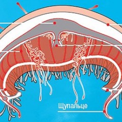 строение медузы