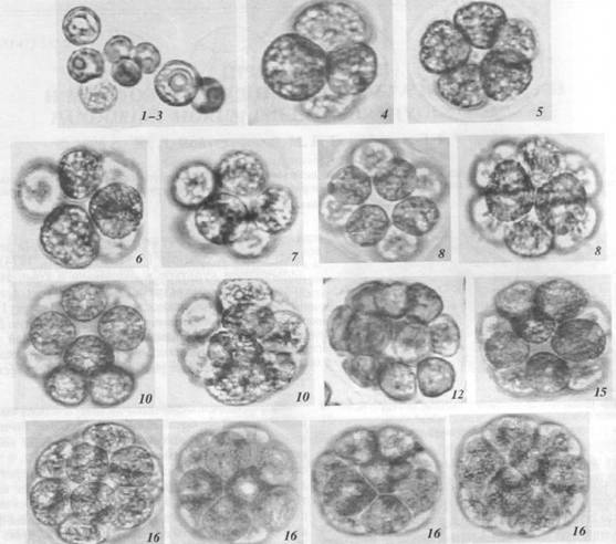 Колонии пандорины на разных стадиях развития. Цифрами обозначено число клеток в колонии (фото из обсуждаемой статьи)