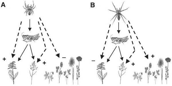 (A) Активный охотник, паук-скакунчик из рода Phidippus, снижает численность кобылки Melanoplus femurrubrum, поедающей луговые травы, и тем самым — опосредованно — благотворно влияет на преобладающие золотарник Solidago rugosa и мятлик Poa pratensis, но приводит к упадку остальных трав (лапчатки, клевера и др.), поскольку в таких условиях их вытесняет золотарник. (B) Засадный хищник, бродячий паук из рода Pisaurina, мешает кобылкам поедать мятлик и другие травы, подстерегая на них своих жертв, но способствует поеданию кобылками золотарника (который они обычно едят неохотно) — по-видимому, из-за того, что паукам на нём сложнее прятаться, чем на других луговых травах. В результате в присутствии только засадного хищника разнообразие трав оказывается выше, чем в присутствии только активного охотника. Рис. из обсуждаемой статьи в Science