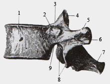 Грудной позвок (вид сбоку)