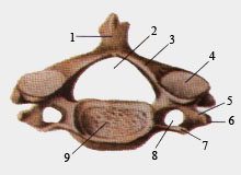 Шейный позвонок (вид сверху)