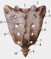 Крестец (вид сзади)