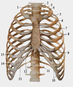 Грудня клетка