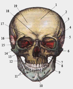 Череп (вид спереди)