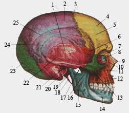 Череп (вид сбоку)