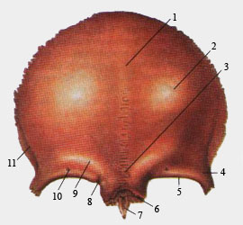 Лобная кость (вид спереди)