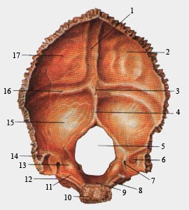 Затылочная кость (вид сзади)