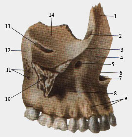 Верхнечелюстная правая кость (вид сбоку)