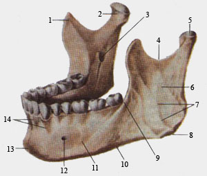 Нижняя челюсть (вид сверху и слева)