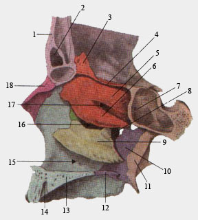 Латеральная стенка полости носа