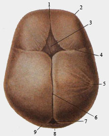 Череп новорожденного (вид сверху)