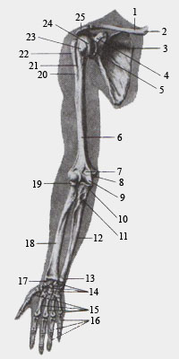 Скелет (кости) верхней конечности. Вид спереди.