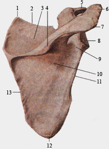 Лопатка. Вид сзади.