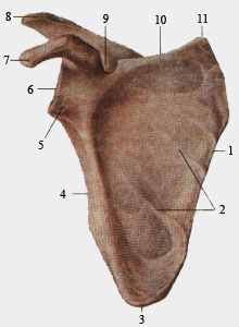 Лопатка. Вид спереди.