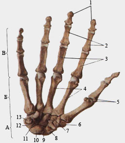 Кости кисти.