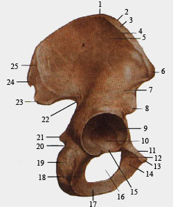 Тазовая кость. Наружная поверхность.