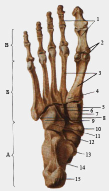 Кости стопы. Подошвенная сторона.