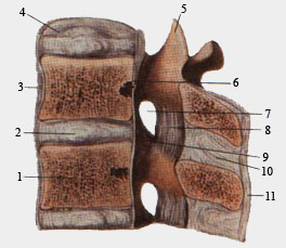 Соединения позвонков. Сагиттальный распил на уровне двух поясничных позвонков.