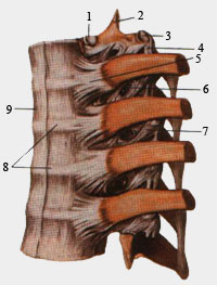 Связки реберно-позвоночных суставов. Вид сбоку.