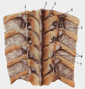Связки позвоночника и реберно-позвоночных суставов.