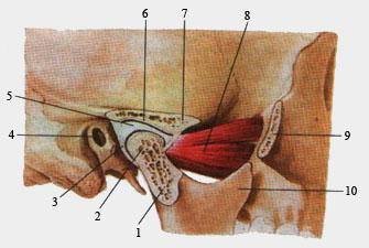 Височно-нижнечелюстной сустав.