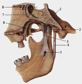 Связки височно-нижнечелюстного сустава. Вид с медиальной стороны.
