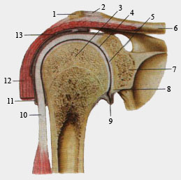 Плечневой сустав. Фронтальный разрез.